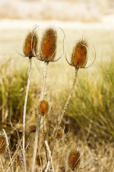 image of some thistles in a natural background