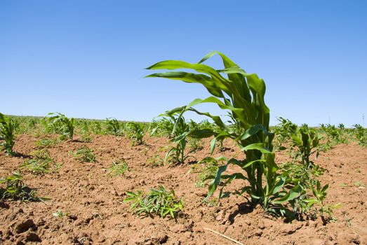 Low angle shot of a young corn crop, with blue sky and brownish soil.