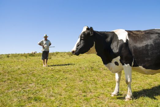 Pregnant cow with dairy farmer in the background. Blue sky and green grass.