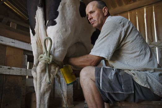 Image of a man milking a cow in a barn.