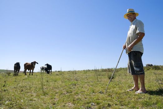 Dairy farmer posing in the foreground with cattle in the background. Green grass and blue sky.