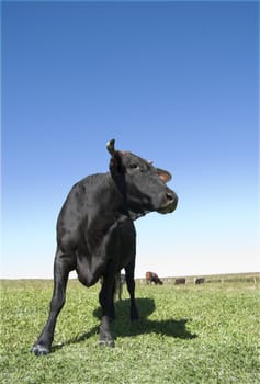 Wide angle shot of a young black bull with green pasture and blue sky.
