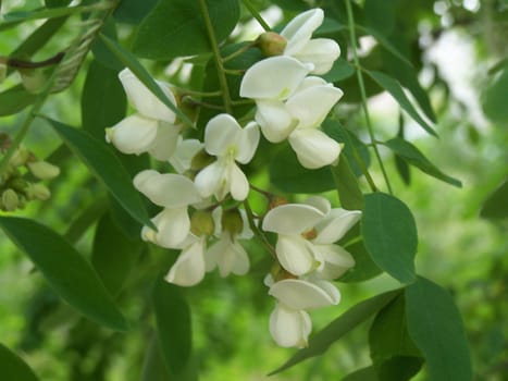 Close up of the acacia blossoms. Background.