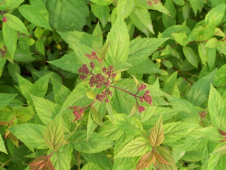 Close up of the fresh leaves and little buds.