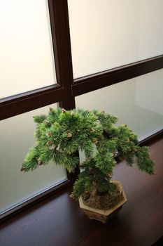 The Japanese dwarfish pine on a background of a window