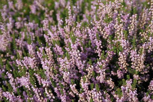 Wild heather blooming in the natural reserve 'Boberger Dunes' in Hamburg, Germany. End of August.