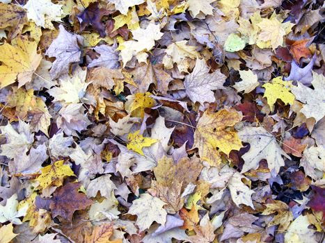 A thick bed of leaves on the ground.