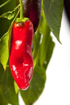 red hot chili peppers on a tree