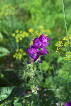 macro photo of the violet melissa in garden