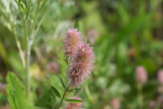 photo of the feather grass in summer field