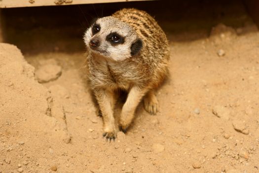 Slender-tailed Meercat in Polish Zoo