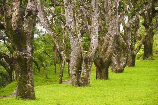 A line of trees inside a private park in the Philippines