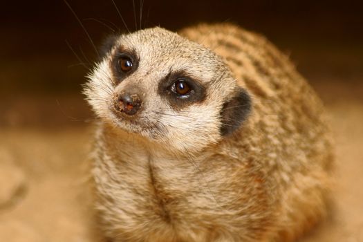 Slender-tailed Meercat in Polish Zoo