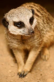 Slender-tailed Meercat in Polish Zoo