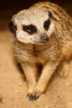 Slender-tailed Meercat in Polish Zoo