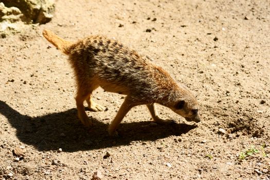 Slender-tailed Meercat in Polish Zoo