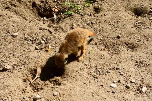 Slender-tailed Meercat in Polish Zoo