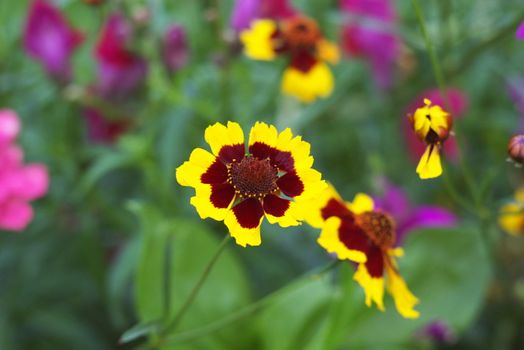 macro photo of the beautiful tagetes flowers