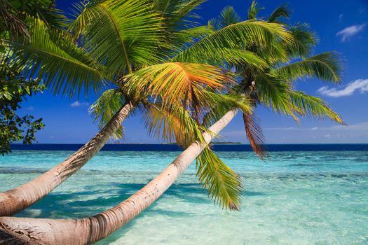 Tropical Paradise at Maldives with palms and blue sky