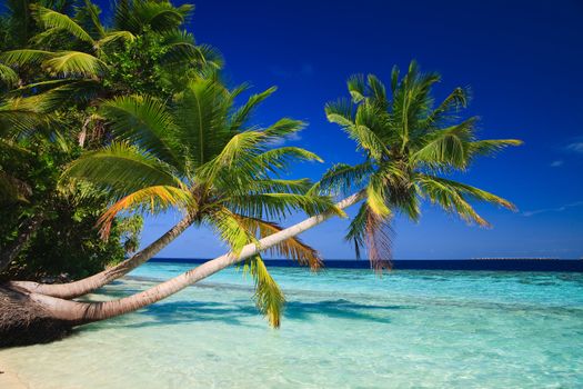 Tropical Paradise at Maldives with palms and blue sky