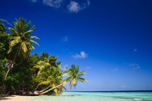 Tropical Paradise at Maldives with palms and blue sky