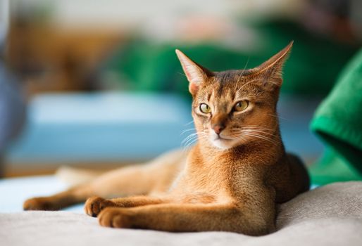 young Abyssinian cat in action