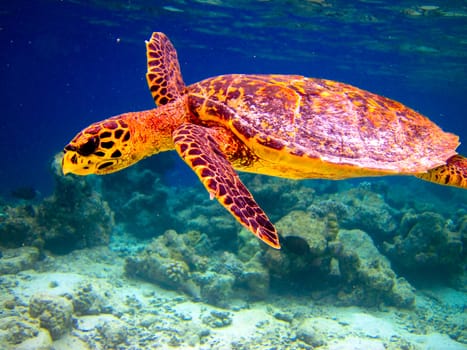 Hawksbill Turtle swiming like flying at Maldives