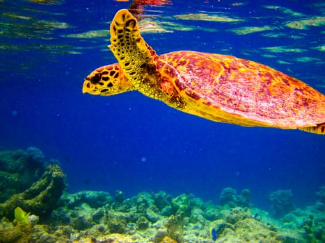 Hawksbill Turtle swiming like flying at Maldives