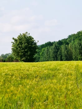 Rural landscape with fresh green wheat field on the foreground