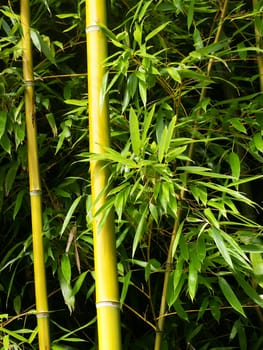 Two bamboo shoots with green leaves in a garden