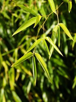 Bamboo leaves with shallow depth of field