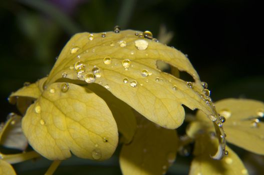 yellow foliage with dewdrops in autumn