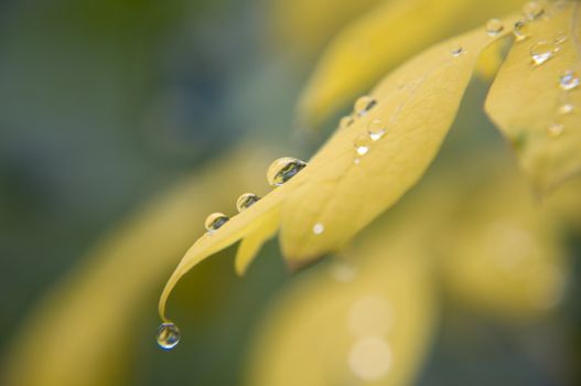 yellow foliage with dewdrops in autumn
