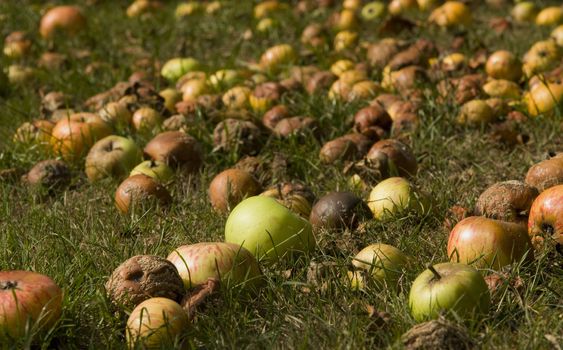 fallen fruit apples for harvesting in autumn