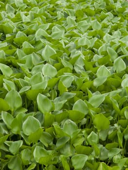 Water Hyacinth cover a pond