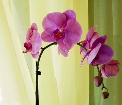 Pink Orchid Phalaenopsis over a yellow tent