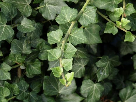 Green ivy plants useful as a background