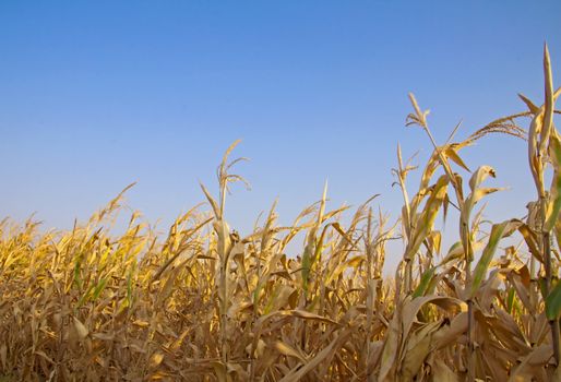 View of a field of golden mais