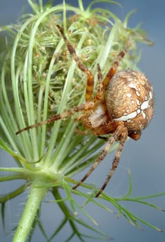 The spider Araneus diadematus on the plant.