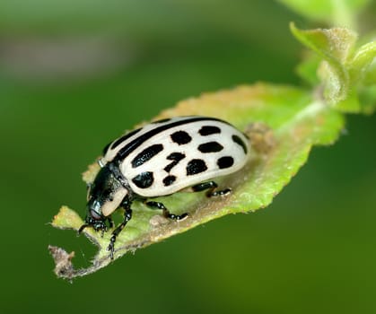 The leaf beetle eat the leaf of the plant.