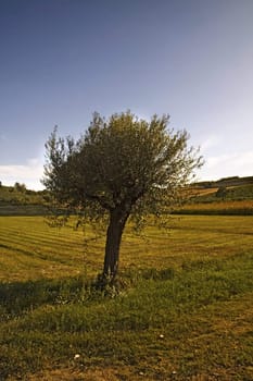 Isolated tree in a grassy landscape