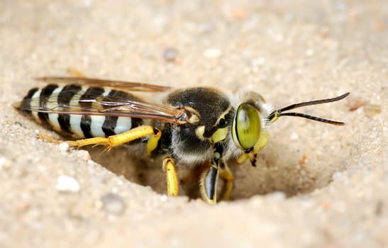 The wasp Bembex rostratus burrow in the sand.
