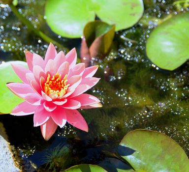 Pink water lily coming out from a pool