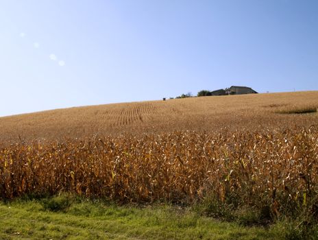 Landscape of a hill with a corn field