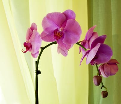 Pink Orchid Phalaenopsis over a yellow tent