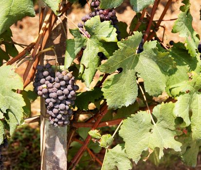 Close up of grapes and leaves in vineyard