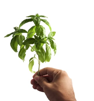 Male hand holding a green branch over white background