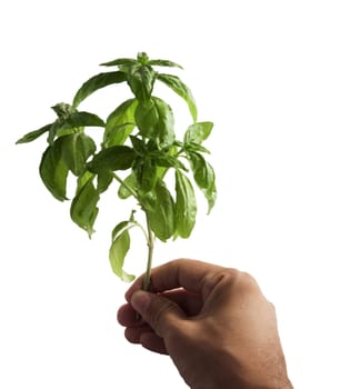 Male hand holding a green branch over white background