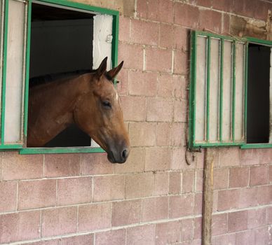 Portrait of a brown horse in a box
