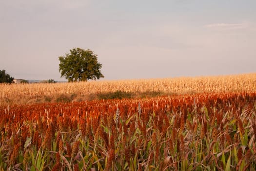 Landscape of fields of different colors with tree on the background